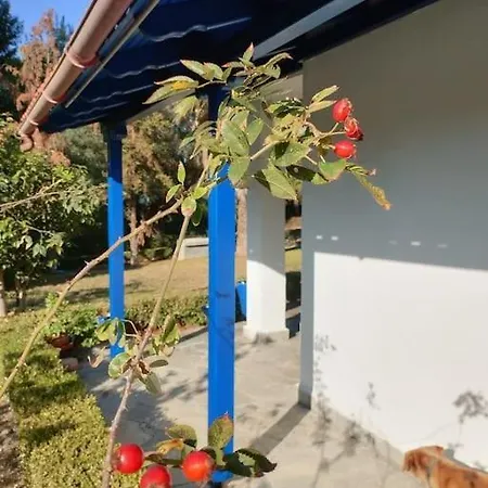 Blue House